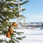 Swarovski figurer Holiday Magic Moon Ornament - 5686616