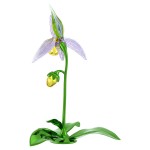 Swarovski figurer Florere Lady Slipper Orchid - 5721548